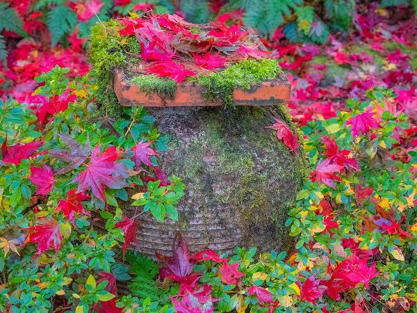 Gulin, Sylvia 아티스트의 USA-Washington State-Pacific Northwest-Sammamish and red Japanese Maple leaves fallen around pot작품입니다.